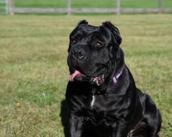 KARMA -  Cane Corso Dog for Adoption in Montclair, New Jersey - KARMA | PetCurious