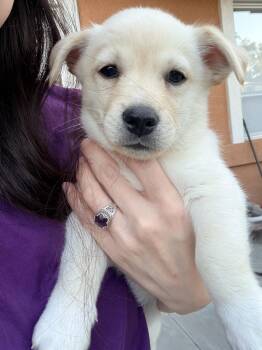 LINCOLN -  Corgi and Terrier Dog for Adoption in Los Angeles, California - LINCOLN | PetCurious