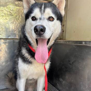 Huey -  Mixed Breed Dog for Adoption in Pauls Valley, Oklahoma - Huey | PetCurious