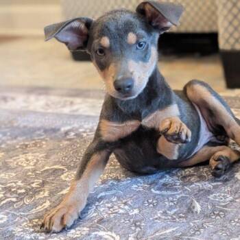 Kaela -  Xoloitzcuintli Mexican Hairless Dog for Adoption in King City, Ontario - Kaela | PetCurious