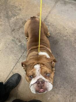 SAMWISE -  American Bulldog Dog for Adoption in Dallas, Texas - SAMWISE | PetCurious