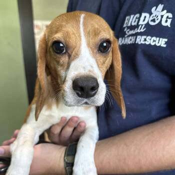 Tootsie 7922/8557 -  Beagle Dog for Adoption in Loxahatchee Groves, Florida - Tootsie 7922/8557 | PetCurious