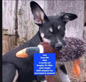 Joey -  Shepherd Dog for Adoption in Oviedo, Florida - Joey | PetCurious