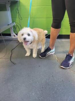 Maltese Dogs Available for Adoption in Lawrenceville, Georgia - Pen 214 Carley | PetCurious
