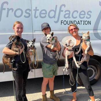 Victor -  Chihuahua Dog for Adoption in Ramona, California - Victor | PetCurious