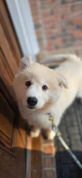 Great Pyrenees and Siberian Husky Dogs Available for Adoption - Everest | PetCurious