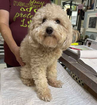 Rescue Poodle Dogs for Adoption in Benton, Louisiana - Wasilla (NOT YET AVAILABLE) | PetCurious