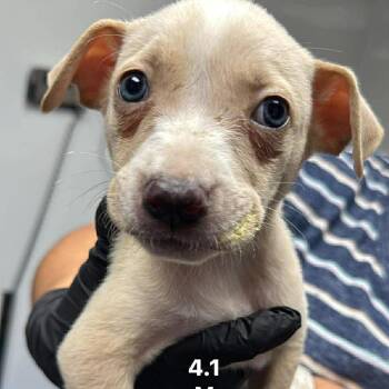 Basil (Milo) -  Pit Bull Terrier and Husky Dog for Adoption in Manhattan, Kansas - Basil (Milo) | PetCurious