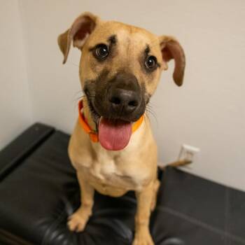 Black Mouth Cur Dogs Available for Adoption - Flounder | PetCurious