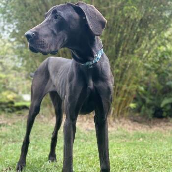Great Dane Dogs Available for Adoption - Hina | PetCurious