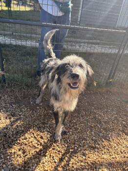 Chapin -  German Wirehaired Pointer and Mixed Breed Dog for Adoption in Sanford, North Carolina - Chapin | PetCurious