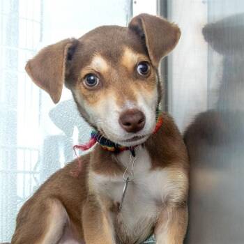 Beagle and Mixed Breed Dogs Available for Adoption in St. Louis, Missouri - MOCHA | PetCurious