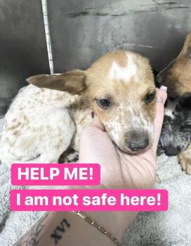 Sunshine -  Australian Cattle Dog Blue Heeler Dog for Adoption in Lakewood Ranch, Florida - Sunshine | PetCurious