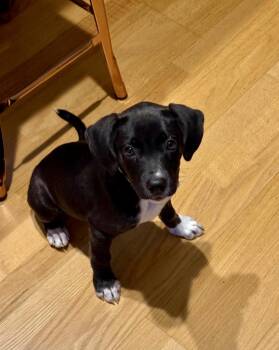 Oakley -  Labrador Retriever Dog for Adoption in Glocester, Rhode Island - Oakley | PetCurious