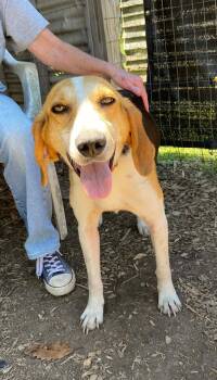 Duckie: Not at shelter (Wendy) -  Foxhound Dog for Adoption in Rustburg, Virginia - Duckie: Not At Shelter (Wendy) | PetCurious