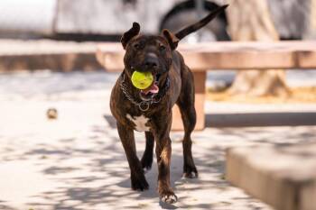 Bull Terrier Dogs Available for Adoption - Delaney | PetCurious