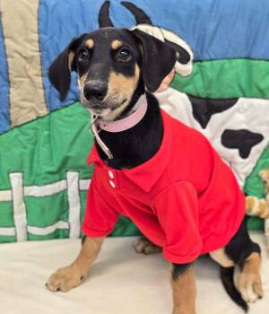 Candy -  Doberman Pinscher Dog for Adoption in Sedalia, Colorado - Candy | PetCurious