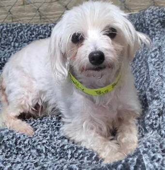Dolly -  Maltese Dog for Adoption in Severance, Colorado - Dolly | PetCurious