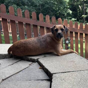 Poppy -  Boston Terrier and Mixed Breed Dog for Adoption in Olathe, Kansas - Poppy | PetCurious