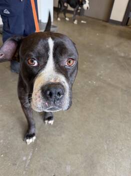 Pit Bull Terrier Dogs Available for Adoption in Ontario, California - OTIS | PetCurious