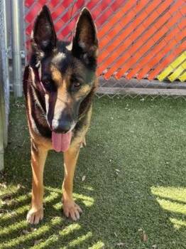 German Shepherd Dog and Mixed Breed Dogs Available for Adoption - Sadie | PetCurious