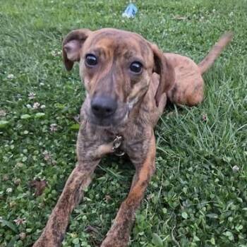 Joy -  Mixed Breed Dog for Adoption in Jeffersonville, Indiana - Joy | PetCurious