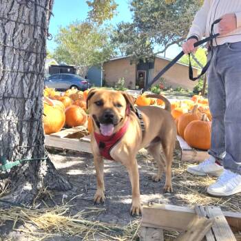 Terrier and Black Mouth Cur Dogs Available for Adoption - Bruno | PetCurious