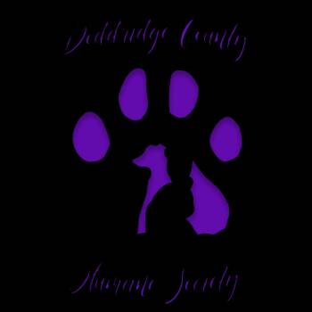 Avalanche -  Husky Dog for Adoption in Salem, West Virginia - Avalanche | PetCurious