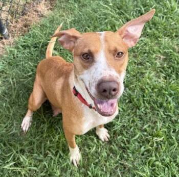 Olive(HW+) -  Pharaoh Hound and Ibizan Hound Dog for Adoption in Conway, South Carolina - Olive(HW+) | PetCurious