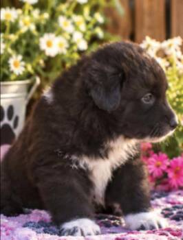 Kodiak -  Collie and Australian Shepherd Dog for Adoption in Batesville, Arkansas - Kodiak | PetCurious