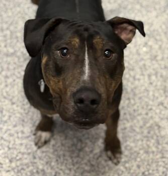 Bean -  Pit Bull Terrier Dog for Adoption in Golden, Colorado - Bean | PetCurious
