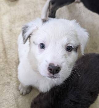 Brie -  Great Pyrenees Dog for Adoption in Brooklyn Center, Minnesota - Brie | PetCurious