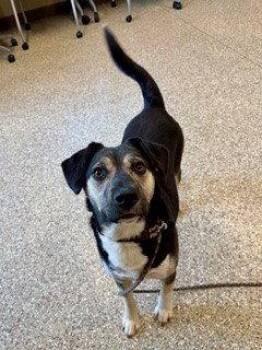 Siberian Husky and German Shepherd Dog Dogs Available for Adoption in Clyde, North Carolina - MISSY | PetCurious