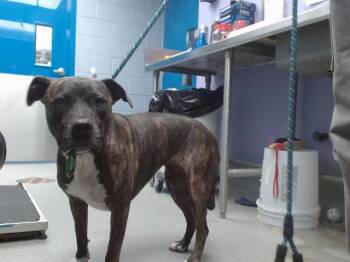 Rescue Pit Bull Terrier and Mixed Breed Dogs for Adoption in Albuquerque, New Mexico - TRAILOR | PetCurious