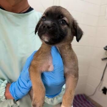 Elvis -  Mixed Breed Dog for Adoption in Auburn, Alabama - Elvis | PetCurious