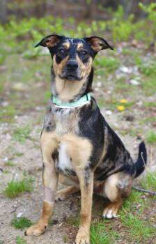 Catahoula Leopard Dog Dogs Available for Adoption in Manchester, New Hampshire - Candia In NH! Come Meet Our Adoptable Dogs Wednesday-Saturday. M | PetCurious