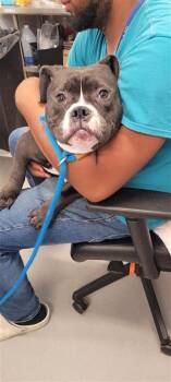 Chubs -  Mixed Breed Dog for Adoption in West Chester, Pennsylvania - Chubs | PetCurious