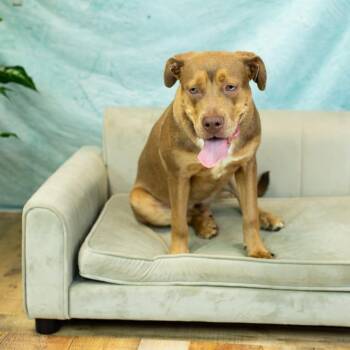 Briar (Sponsored) -  Pit Bull Terrier and Siberian Husky Dog for Adoption in East St. Louis, Illinois - Briar (Sponsored) | PetCurious