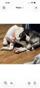 Princess -  Husky Dog for Adoption in Anabel, Missouri - Princess | PetCurious