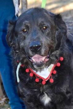 SHADOW -  Labrador Retriever Dog for Adoption in Southaven, Mississippi - SHADOW | PetCurious