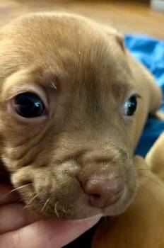 Boxer Dogs Available for Adoption in Herndon, Virginia - Chili | PetCurious