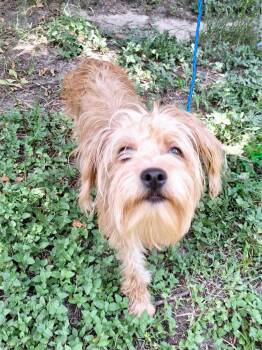 Mazati WV14590-T LOCAL Adoption Event in Woodinville 8/23 -  Schnauzer Dog for Adoption in Missouri City, Texas - Mazati WV14590-T LOCAL Adoption Event In Woodinville 8/23 | PetCurious