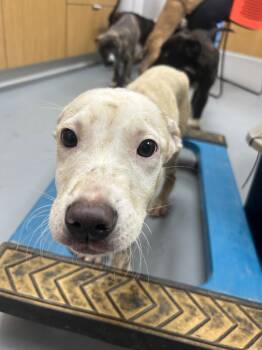 Nathan (Castle x5) -  Shepherd Dog for Adoption in Hartsville, South Carolina - Nathan (Castle X5) | PetCurious