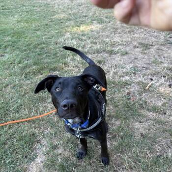 Rescue Black Labrador Retriever and Australian Cattle Dog Blue Heeler Dogs for Adoption in Los Angeles, California - Rango! | PetCurious