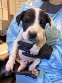 Larkspur -  Mixed Breed Dog for Adoption in Fresno, California - Larkspur | PetCurious