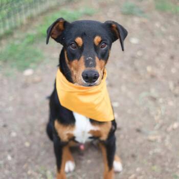 BARKLEY -  Doberman Pinscher Dog for Adoption in San Antonio, Texas - BARKLEY | PetCurious
