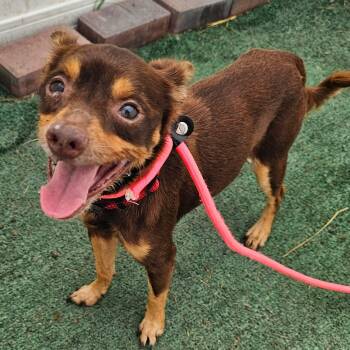 Homer -  Miniature Pinscher Dog for Adoption in Plainfield, Illinois - Homer | PetCurious
