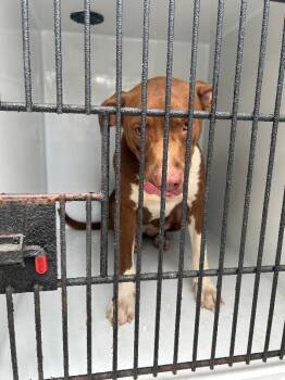 Butter -  Mixed Breed Dog for Adoption in Mobile, Alabama - Butter | PetCurious