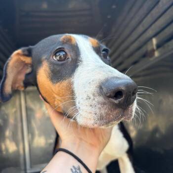 Seraphina -  Mixed Breed Dog for Adoption in Saint Joseph, Missouri - Seraphina | PetCurious