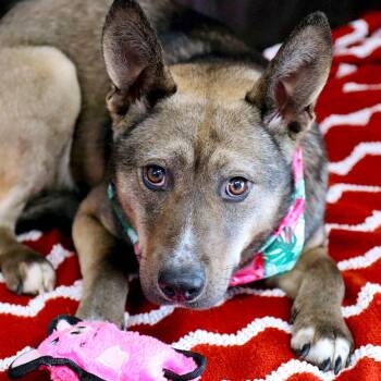 Corgi and Shepherd Dogs Available for Adoption - Jessica Rabbit | PetCurious